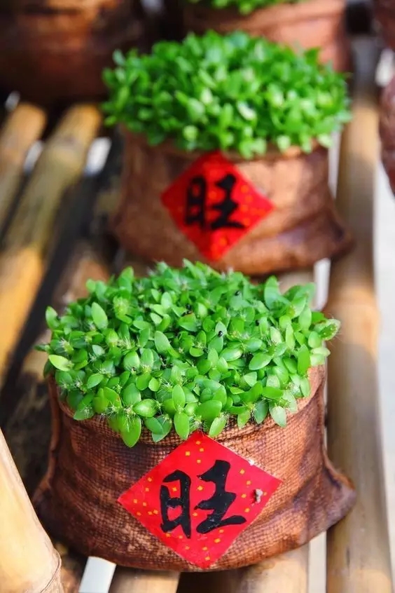 春節到！蕪湖業主家居如何布置才能驚艷親友！